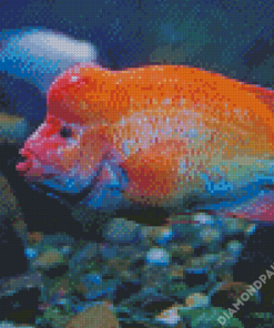 Red Devil Fish Diamond Painting