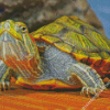 Red Eared Slider Turtle Diamond Painting