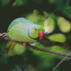 Rose Ringed Parakeet Diamond Painting