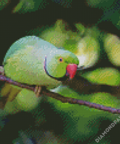 Rose Ringed Parakeet Diamond Painting