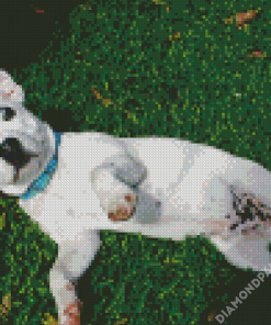 White Staffy Dog Puppy Diamond Painting