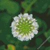 White Clover Plant Art Diamond Painting