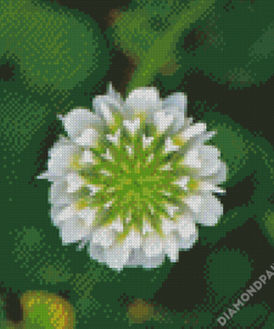 White Clover Plant Art Diamond Painting