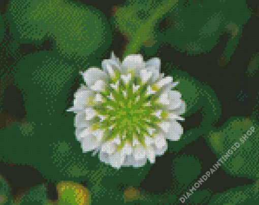 White Clover Plant Art Diamond Painting