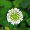 White Clover Plant Art Diamond Painting