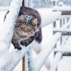 Winter Cat Diamond Painting