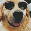 Aesthetic Puppy With Sunglasses Diamond Painting