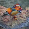 Aesthetic Mandarin Duck Diamond Painting