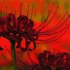 Aesthetic Spider Lilies Diamond Painting