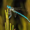 Aesthetic Damsel Fly Diamond Painting