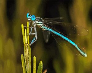 Aesthetic Damsel Fly Diamond Painting