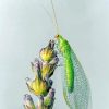 Aesthetic Lacewing Insect Art Diamond Painting