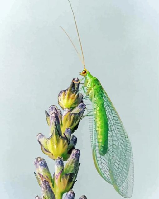 Aesthetic Lacewing Insect Art Diamond Painting