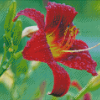 Beautiful Red Lily Flower Diamond Painting