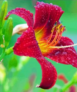 Beautiful Red Lily Flower Diamond Painting