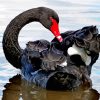 Black Swans In Water Diamond Painting