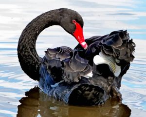 Black Swans In Water Diamond Painting