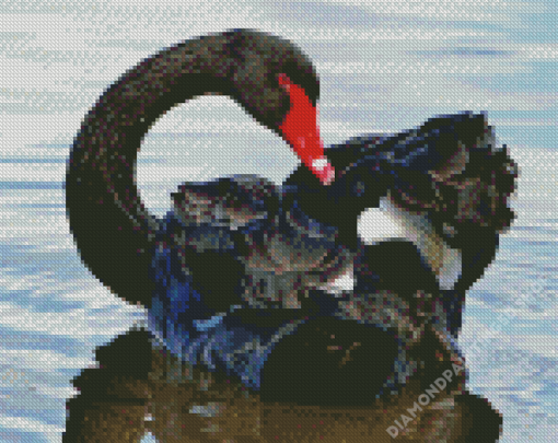 Black Swans In Water Diamond Painting