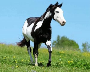 Black And White Native Horse Diamond Painting