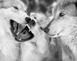 Black And White Wolves Face To Face Diamond Painting