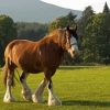 Clydesdale In Field Diamond Painting