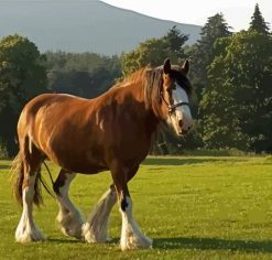 Clydesdale In Field Diamond Painting