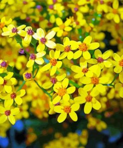 Ethiopian Flower Diamond Painting