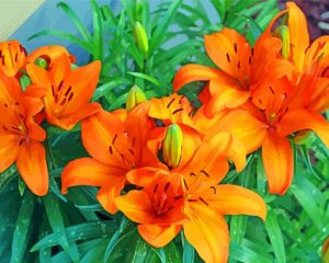 Orange Tiger Lilies Flowers Diamond Painting