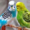 Parakeets Diamond Painting