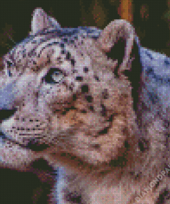 Photography Of Snow Leopard Bronx Zoo Diamond Painting