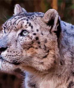 Photography Of Snow Leopard Bronx Zoo Diamond Painting