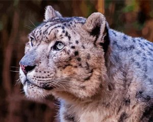 Photography Of Snow Leopard Bronx Zoo Diamond Painting