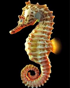 Seahorse Tubo Diamond Painting