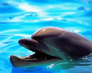 Smiling Dolphin Diamond Painting