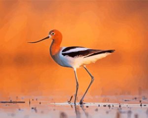 American Avocets Diamond Painting