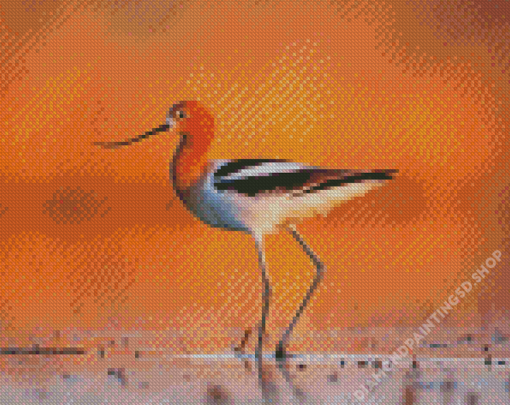 American Avocets Diamond Painting