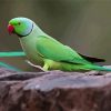 Green Rose Ringed Parakeet Bird Diamond Painting