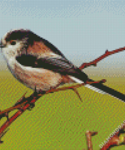 Long Tailed Tit Bird Diamond Painting