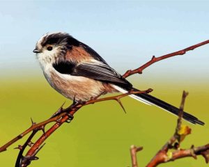 Long Tailed Tit Bird Diamond Painting