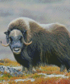 Muskox In The Mountains Diamond Painting