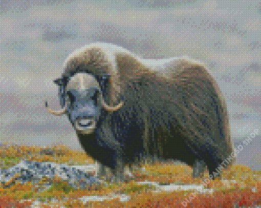 Muskox In The Mountains Diamond Painting