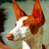 Podenco Dog Head Diamond Painting