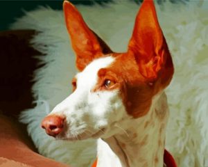 Podenco Dog Head Diamond Painting