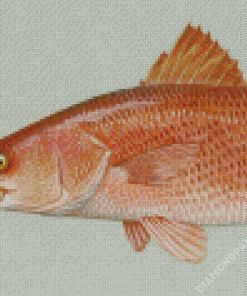 Redfish Drum Diamond Painting