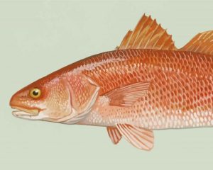 Redfish Drum Diamond Painting