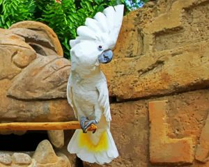 Umbrella Cockatoo Diamond Painting