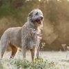 Wolfhound Dog Diamond Painting