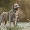 Wolfhound Dog Diamond Painting