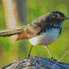 Aesthetic Willie Wagtail Diamond Painting