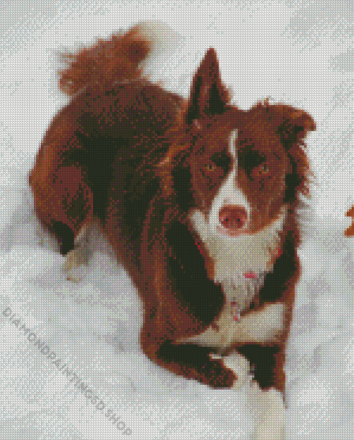 Brown Border Collie In Snow Diamond Painting